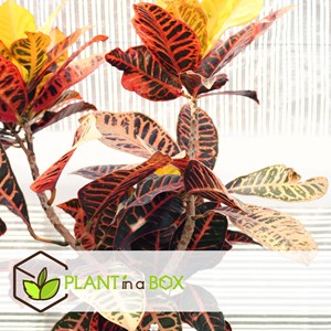 Croton codiaeum mrs. Iceton 70cm