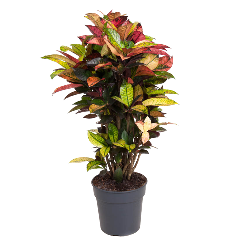 Croton codiaeum mrs. Iceton 90cm
