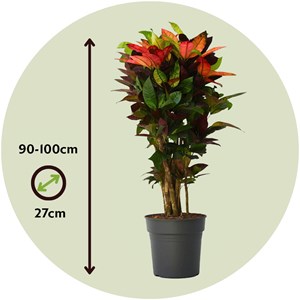 Croton codiaeum mrs. Iceton 90cm