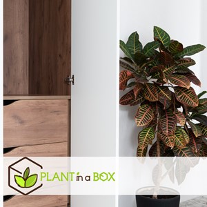 Croton codiaeum mrs. Iceton 90cm