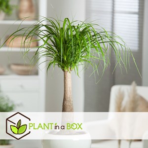 Grand beaucarnea elephants foot