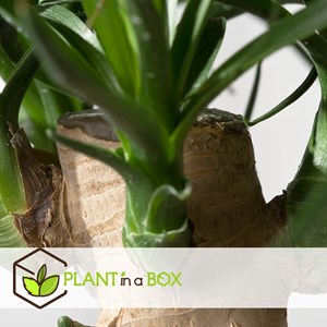 Grand beaucarnea elephants foot