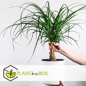 Grand beaucarnea elephants foot