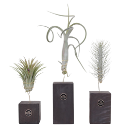 Tillandsia burnt wood trio - 3