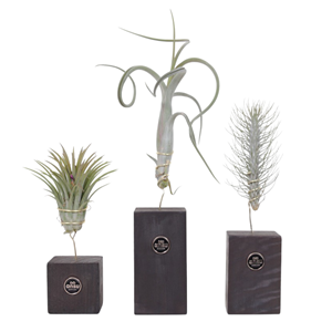 Tillandsia burnt wood trio - 3