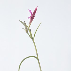 Tillandsia burnt wood trio - 3