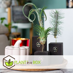 Tillandsia burnt wood trio - 3