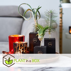 Tillandsia burnt wood trio - 3