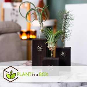 Tillandsia burnt wood trio - 3