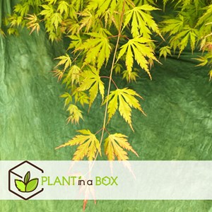 Érable japonais orange lace - 2