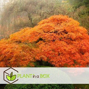 Érable japonais orange lace - 2