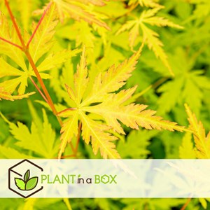 Érable japonais orange lace