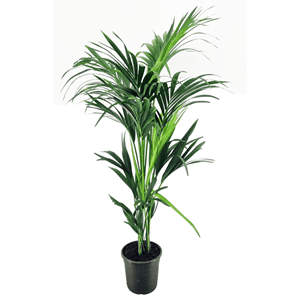 Xxl kentia palmier dintérieur 130-140cm