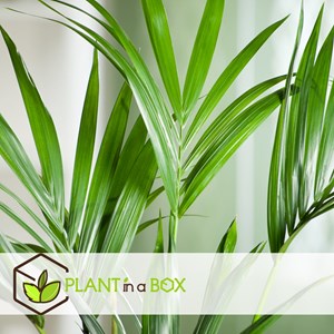 Xxl kentia palmier dintérieur 130-140cm