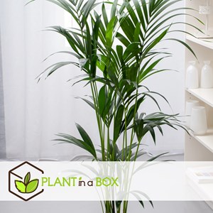 Xxl kentia palmier dintérieur 130-140cm