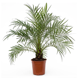 Phoenix roebelenii dwarf date palm