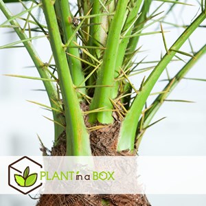 Phoenix roebelenii dwarf date palm