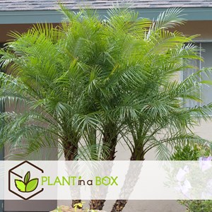 Phoenix roebelenii dwarf date palm