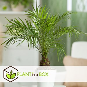 Phoenix roebelenii dwarf date palm