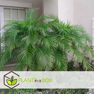 Phoenix roebelenii dwarf date palm