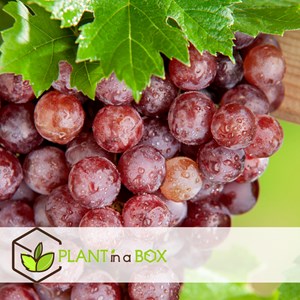 Plants de raisin rouge - 3