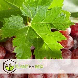 Plants de raisin rouge - 3