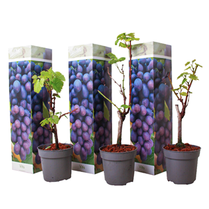 Plants de raisin bleu - 3