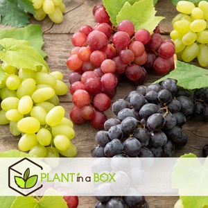 Plants de raisin bleu - 3