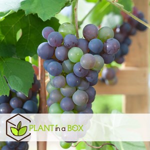 Plants de raisin bleu - 3