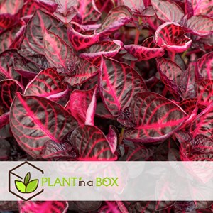 Iresine herbstii rich red star (rouge)