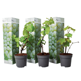 Grape plants white - 3