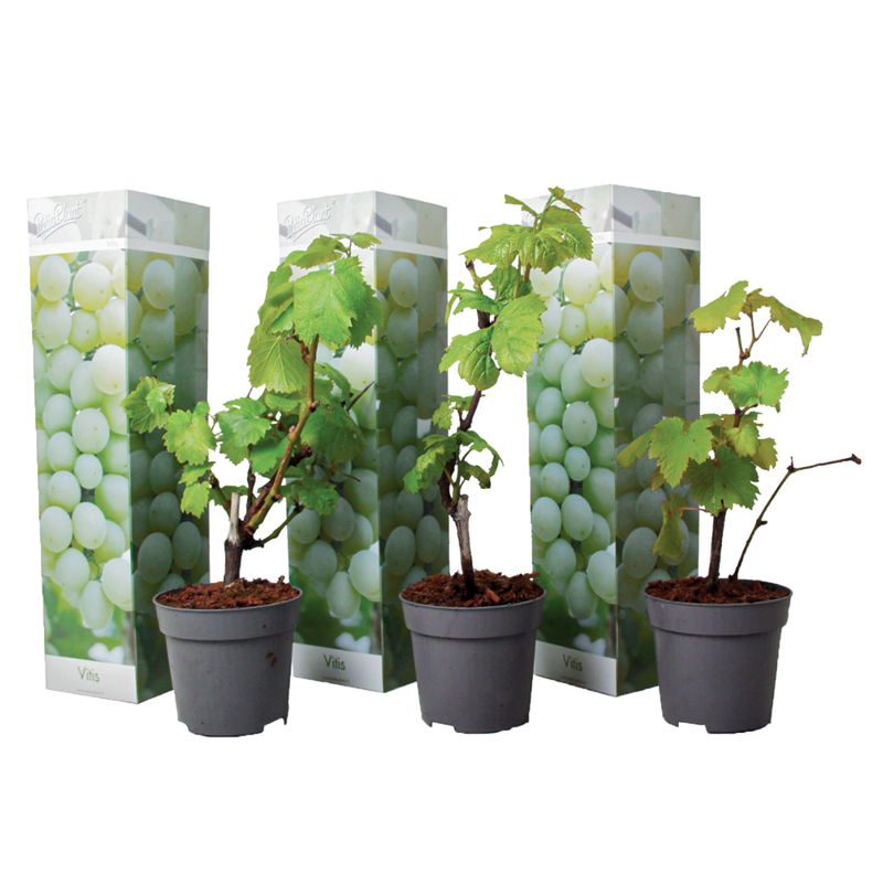 Grape plants white - 3