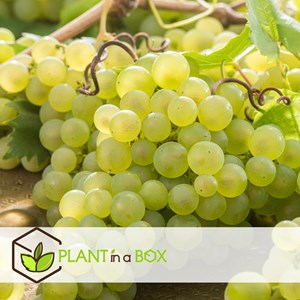 Grape plants white - 3