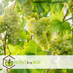Grape plants white - 3