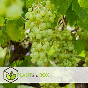 Grape plants white - 3