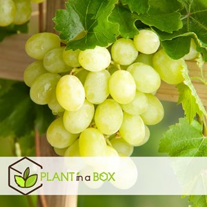 Grape plants white - 3