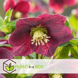 Helleborus orientalis - 6