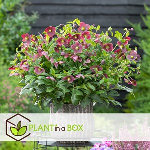 Helleborus orientalis - 6