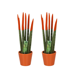 Sansevieria cylindrica nl set x2