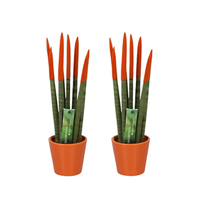 Sansevieria cylindrica nl set x2