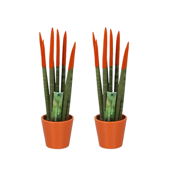 Sansevieria cylindrica nl set x2