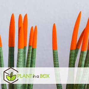 Sansevieria cylindrica nl set x2