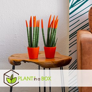 Sansevieria cylindrica nl set x2