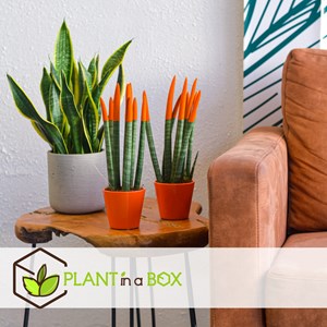 Sansevieria cylindrica nl set x2