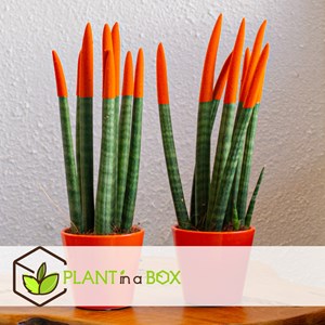 Sansevieria cylindrica nl set x2