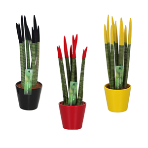 Sansevieria cylindrica de mix x3