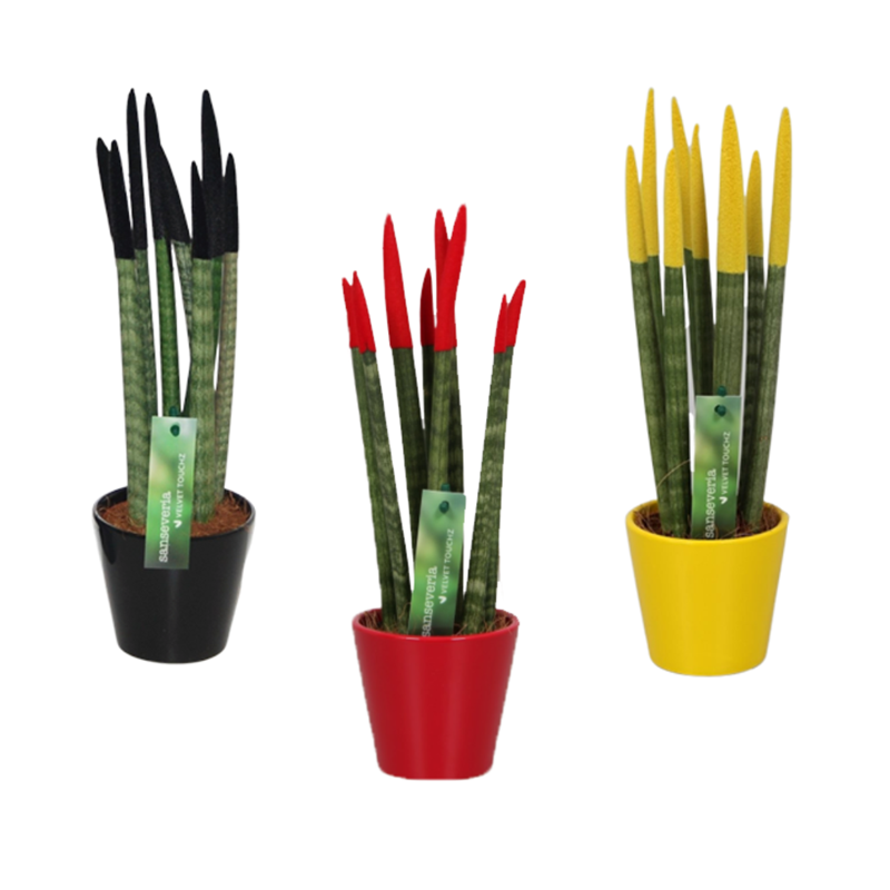 Sansevieria cylindrica de mix x3