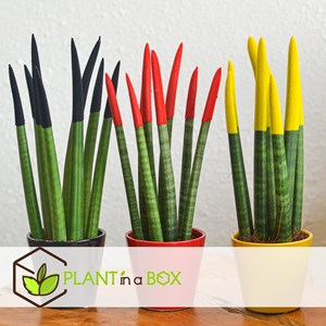 Sansevieria cylindrica de mix x3