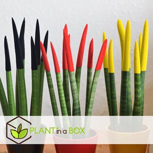 Sansevieria cylindrica de mix x3