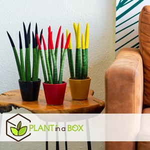 Sansevieria cylindrica de mix x3